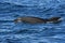 Bottlenose dolphin. Picture taken from whale watching cruise in Strait of Gibraltar