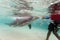 Bottlenose dolphin plays with swimmer in Caribbean