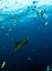 Bottlenose Dolphin during a scuba dive in Mexico