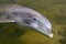 Bottlenose dolphin in shallow lagoon