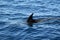 Bottlenose dolphin skimming the surface