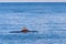 Bottlenose Dolphin Surfacing Above Water