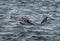 Bottlenose Dolphin Swallows A Catched Wild And Bloody Salmon At The Moray Firth Near Inverness In Scotland