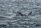 Bottlenose Dolphin Swallows A Catched Wild And Bloody Salmon At The Moray Firth Near Inverness In Scotland