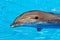 Bottlenose dolphin swimming, head