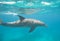 Bottlenose dolphin swimming in a lagoon