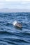 Bottlenose Dolphin (Tursiops aduncus)