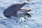 Bottlenose dolphin or Tursiops truncatus