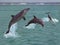 BOTTLENOSE DOLPHIN tursiops truncatus, GROUP LEAPING OUT OF THE WATER, HONDURAS