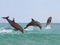 BOTTLENOSE DOLPHIN tursiops truncatus, GROUP LEAPING OUT OF THE WATER, HONDURAS