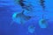 Bottlenose Dolphin, tursiops truncatus, Group, Underwater View