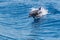 Bottlenose Dolphin Tursiops truncatus jumping uit of the water