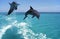 BOTTLENOSE DOLPHIN tursiops truncatus, PAIR LEAPING OUT OF WATER, HONDURAS