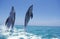 BOTTLENOSE DOLPHIN tursiops truncatus, PAIR LEAPING OUT OF WATER, HONDURAS