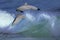Bottlenose Dolphin, tursiops truncatus, Pair Leaping in Waves, Honduras