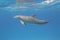 Bottlenose dolphin underwater