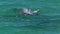 Bottlenose dolphins in Australia