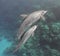 Bottlenose dolphins family mother and baby swimming underwater