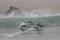 Bottlenose dolphins jumping in the waves of Chilca Beach, south of Lima, Peru