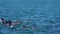 Bottlenose dolphins in Koombana Bay