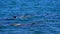 Bottlenose dolphins in Koombana Bay