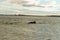 Bottlenose dolphins moray firth scotland