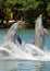 Bottlenose Dolphins Tail Walk