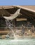 A Bottlenosed Dolphin Breaches for Photographers at Dolphinaris, Arizona