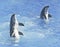 A Bottlenosed Dolphin Trio Spyhop in Blue Water