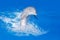 Bottlenosed dolphin, Tursiops truncatus, in the blue water. Wildlife action scene from ocean nature. Dolphin jump in the sea. Funn