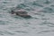 Bottlenosed dolphins off the coast of Australia