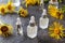 Bottles of essential oil with elecampane plant
