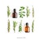 Bottles with essential oils and fresh herbs