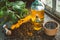 Bottles of fresh sunflower oil, wooden mortar of seeds and yellow sunflower on wooden table.