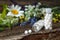 Bottles with homeopathic remedy and flowers on wooden table, space for text