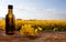 Bottles with natural rapeseed oil, nature