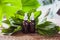 Bottles of plantain oil surrounded by leaves