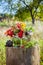 Bottles of tincture, healthy herbs and berries