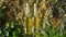 Bottles of tincture or oil and dry healthy healing herbs. Herbal medicine.