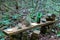 Bottles on a wooden board surrounded by lush green trees and plants on the Doll`s Head Trail at Constitution Lakes