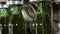 Bottling of beverages carbonated lemonade, soda or beer into glass bottles