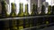 Bottling and sealing conveyor line at wine factory