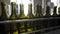 Bottling and sealing conveyor line at winery