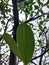 Bottom-angle view Plumeria obtusa tree with cloudy-sky background. Close-up wet back leaves. It is rainy season