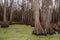 Bottom of bald cypress trees in swamp, Cypress swamp