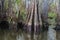 Bottom of bald cypress trees in swamp, Cypress swamp, Louisiana