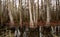 Bottom of bald cypress trees in swamp, Cypress swamp, Louisiana, US