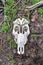 Bottom close up of white skull with teeth of a dead animal in the wilderness