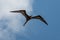 Bottom closeup view of Frigatebird flying under blue clear sky