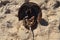 Bottom of dead horseshoe crab animal in sand